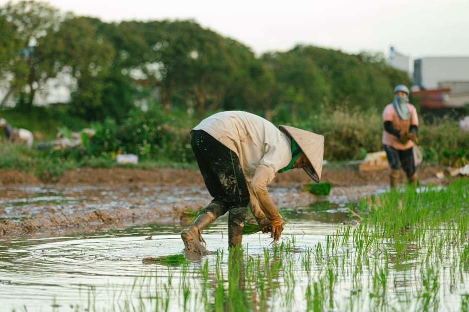 Farmers working in flooded rice fields with conical hats under a bright evening 